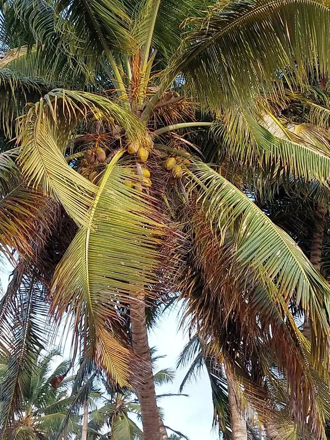 פונטה קאנה Puntacana Ecolodge Lavacama Beach Costa Arrecife By Aa Crypto Group 0*, פונטה קאנה